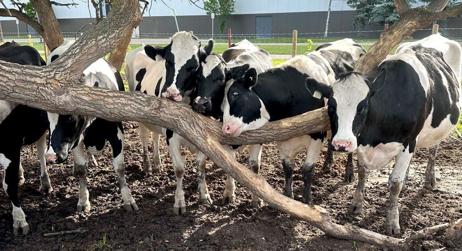 Cows cozied up together around a tree with low-hanging branches