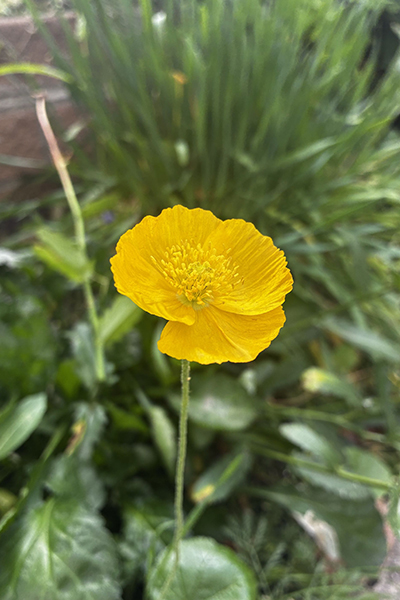 photo of a yellow buttercup