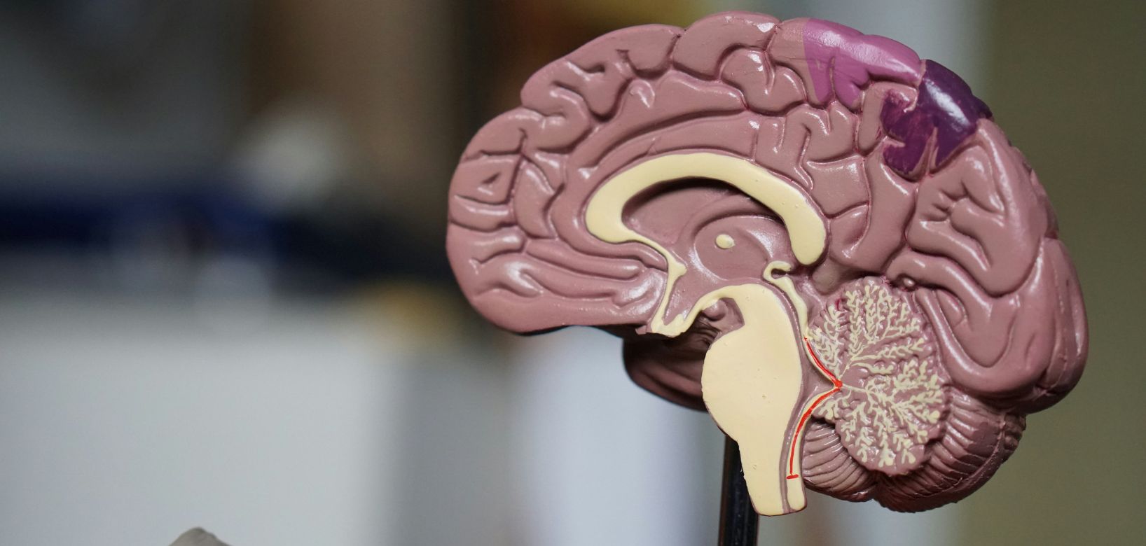 Model of a cross-section of a human brain