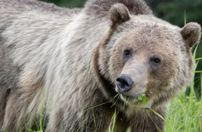 image of a bear
