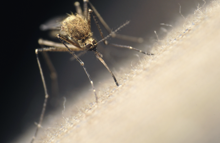 mosquitoes