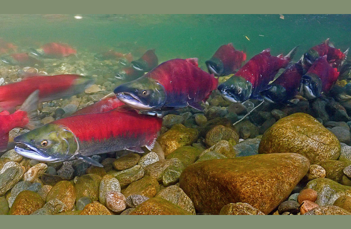 fish
