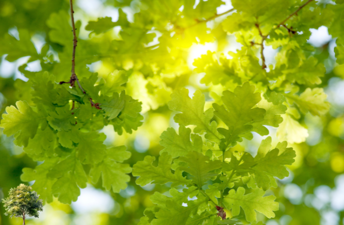 oak tree