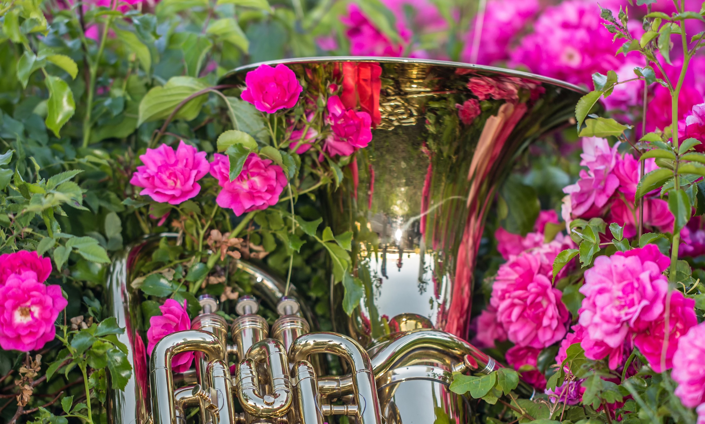 Tuba surrounded by bright pink flowers