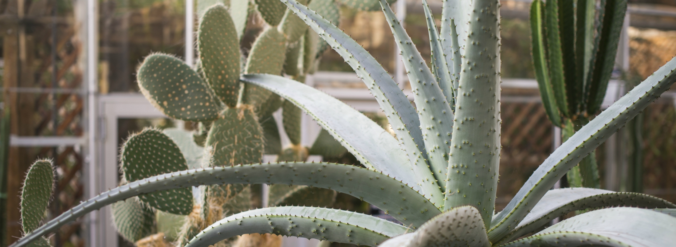cacti and succulents in indoor showhouse
