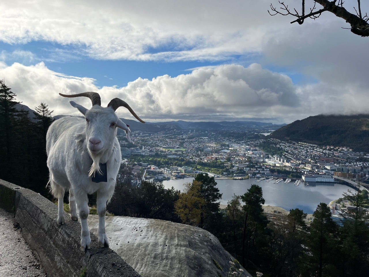 Pippi the Goat