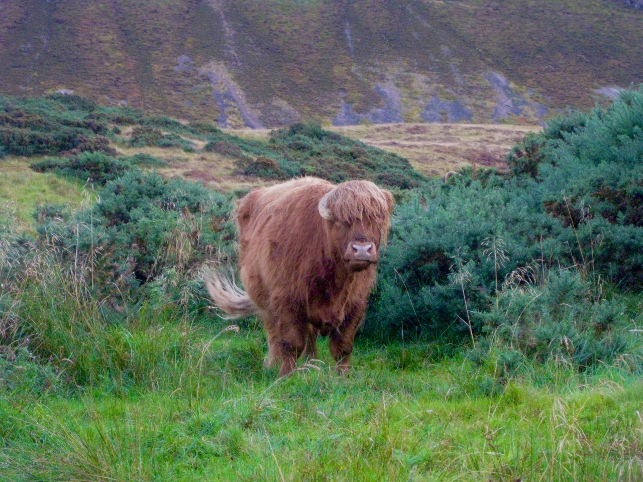 Gordy, The Highland Coo