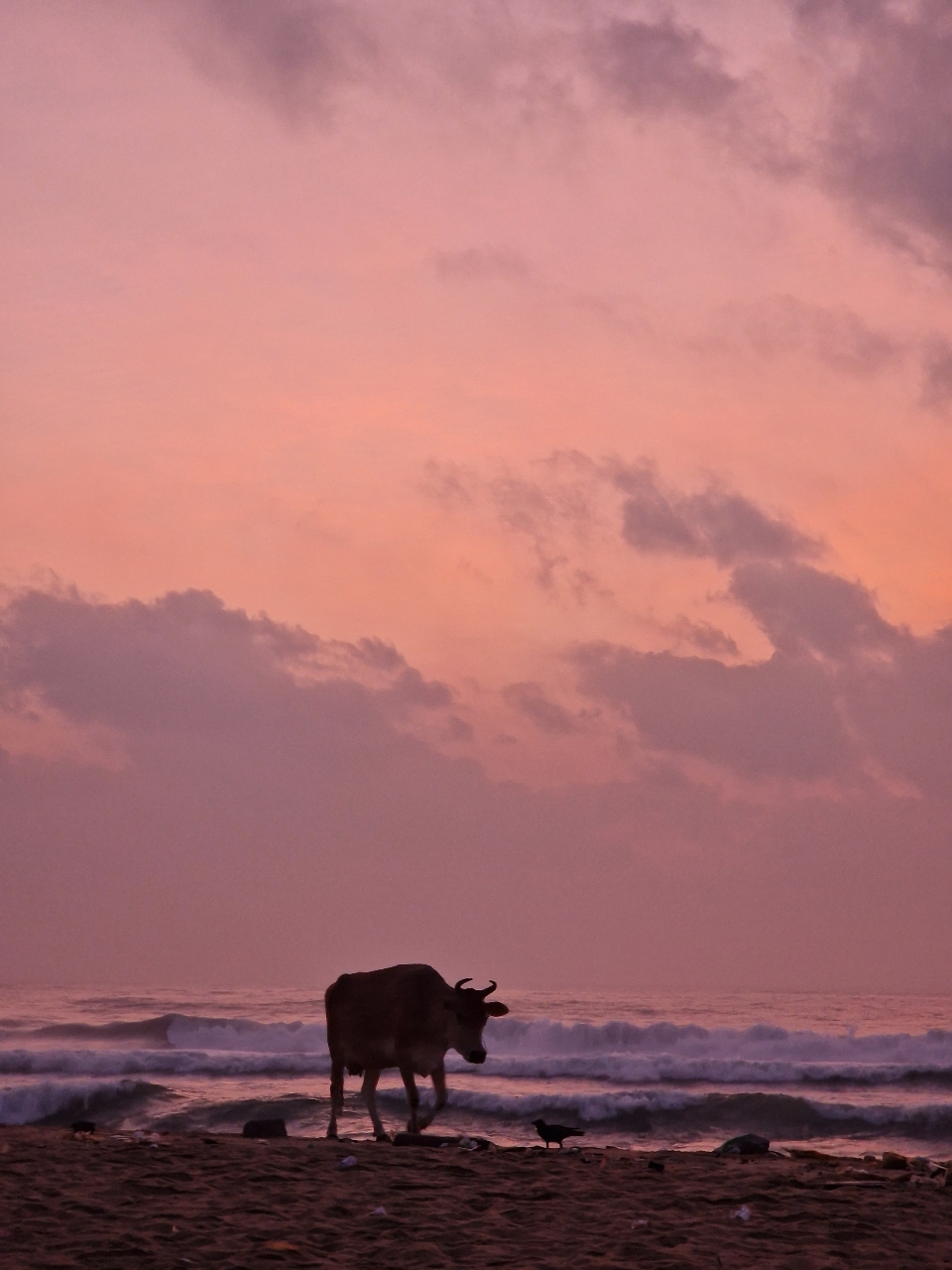 A Witness to Chennai's Dawn
