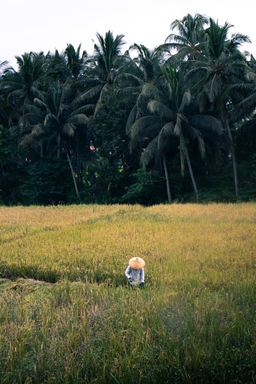 Bali's Enchantment