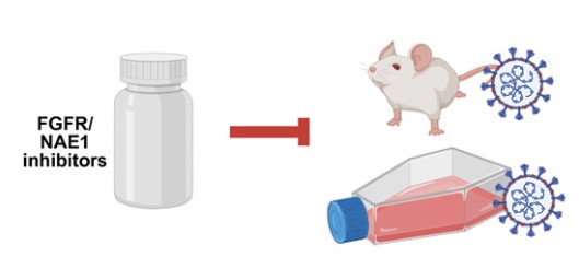 Graphical Abstract