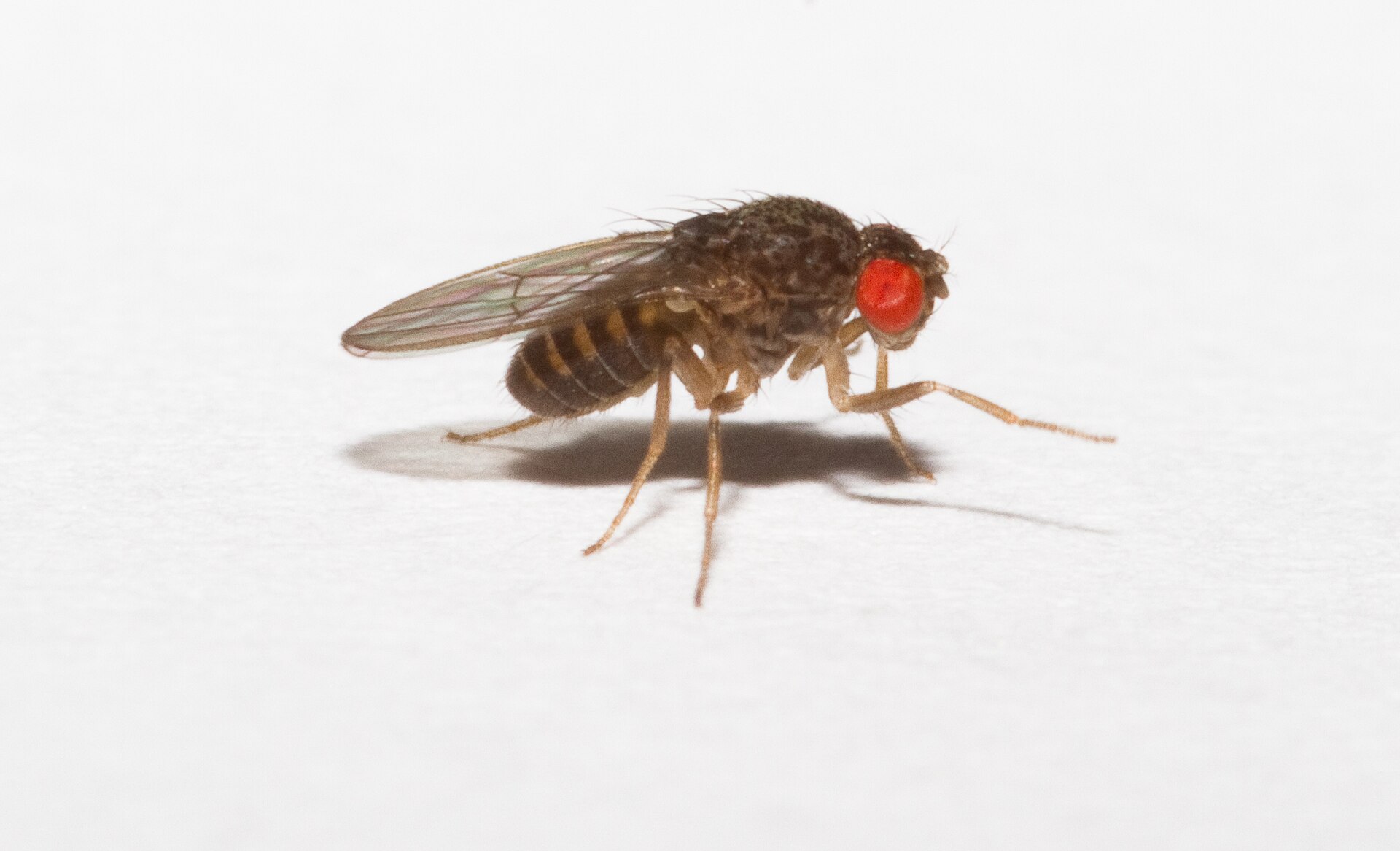 Drosophila