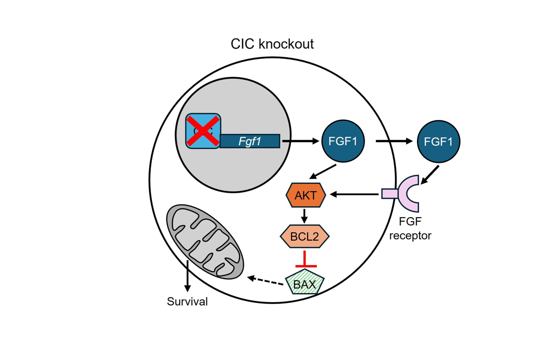 Graphical Abstract