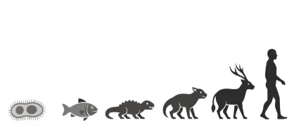 Six stage image demonstrating the theory of evolution