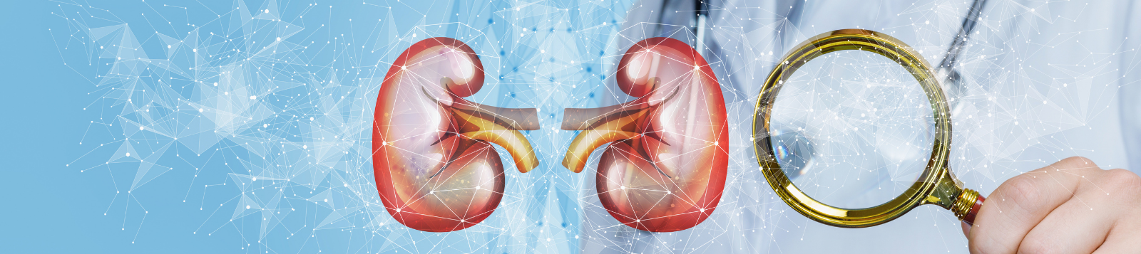 Picture of a person inspecting kidneys.