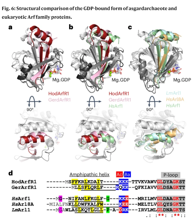 Structural comparison of the GDP-bound form of asgardarchaeote and eukaryotic Arf family proteins.