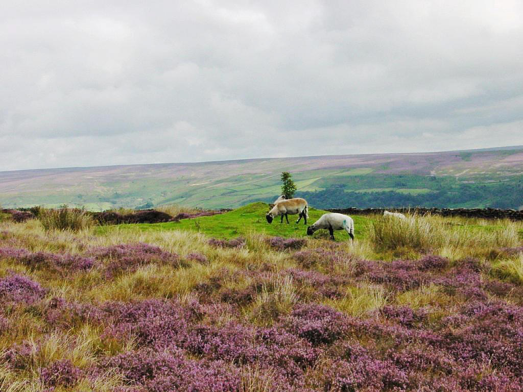 photo of moors and sheep