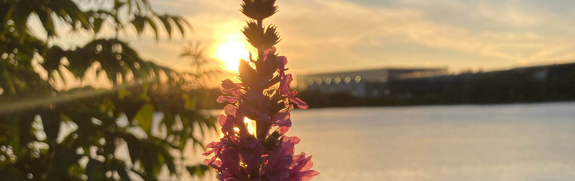 photo by Selena Couture of a pink paintbrush flower in front of a sunset flare of sunlight and body of water in the background and a large institutional-looking building in the distance. there is sunlit greenery in the foreground.