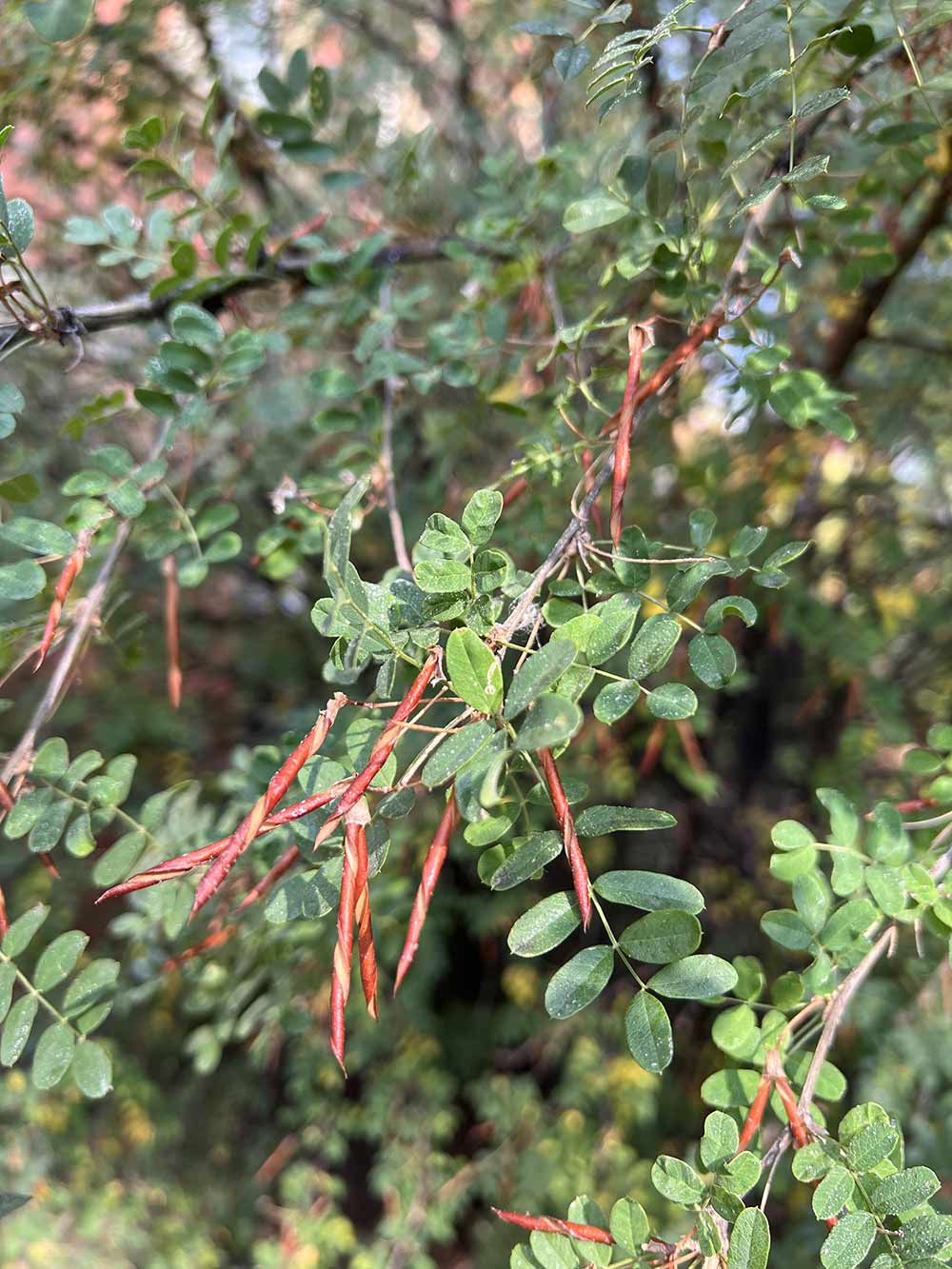 Tree Tour University of Alberta Quad | Events