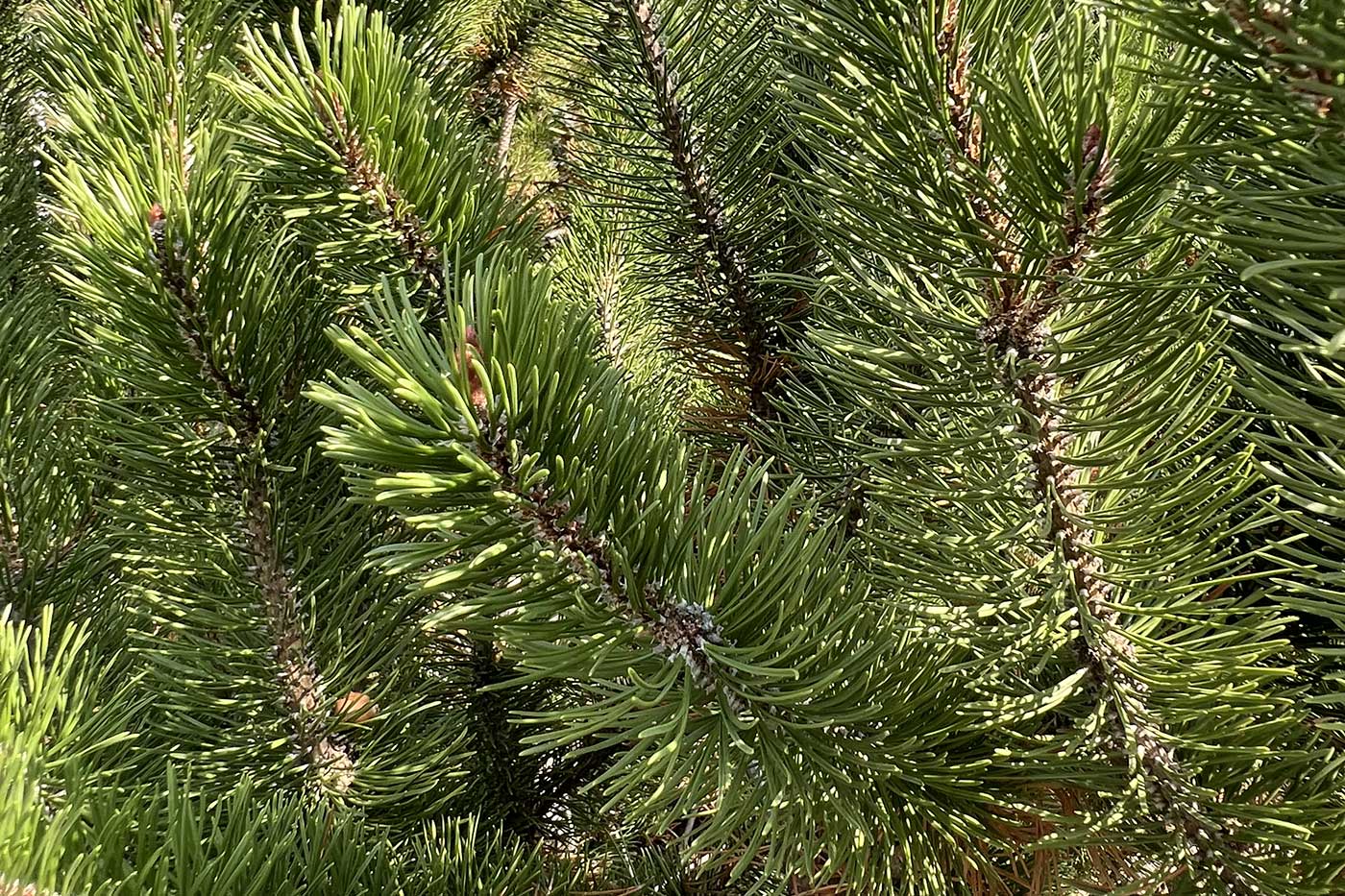 Lugada Tree Tree Tour University of Alberta Quad | Events