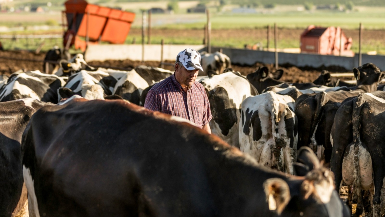 Farmer with a herd of cows