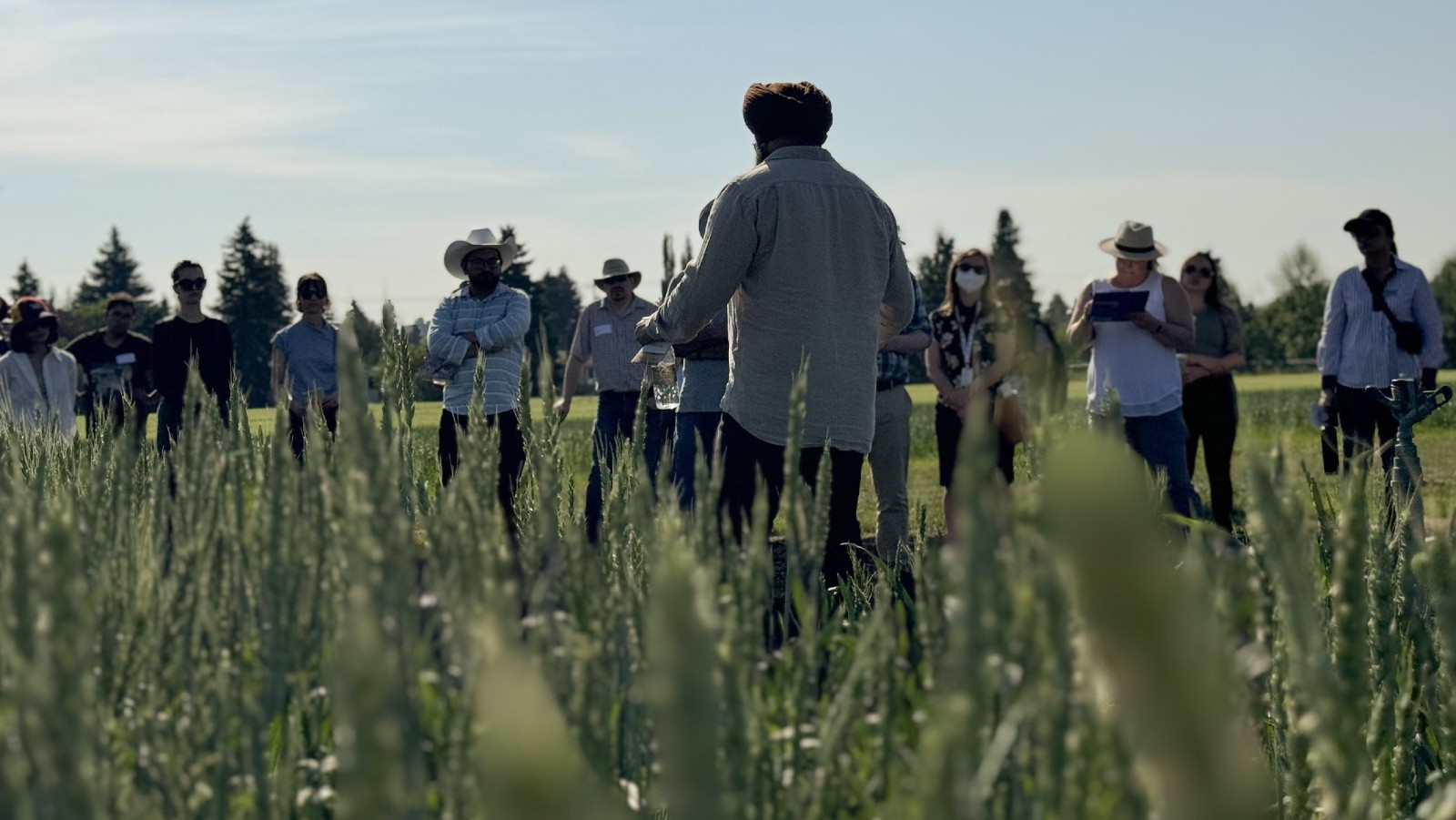wheat breeder Gurcharn Brar