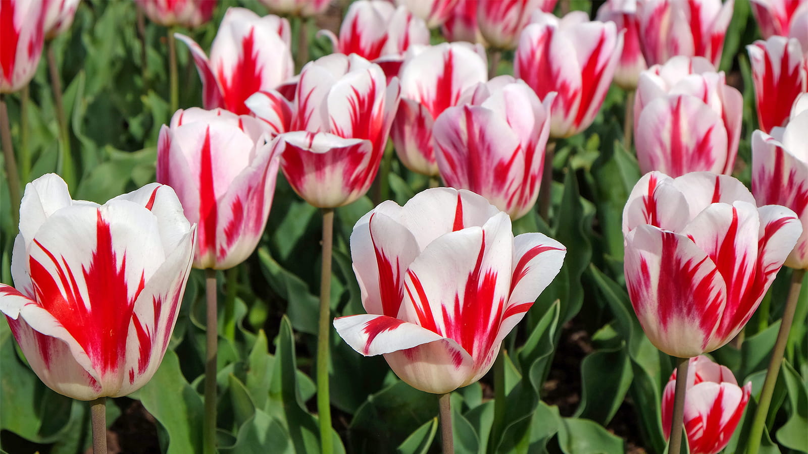 A study led by a U of A mathematician solves the mystery of how a virus causes the signature stripes on “broken” tulips. (Photo: Getty Images)