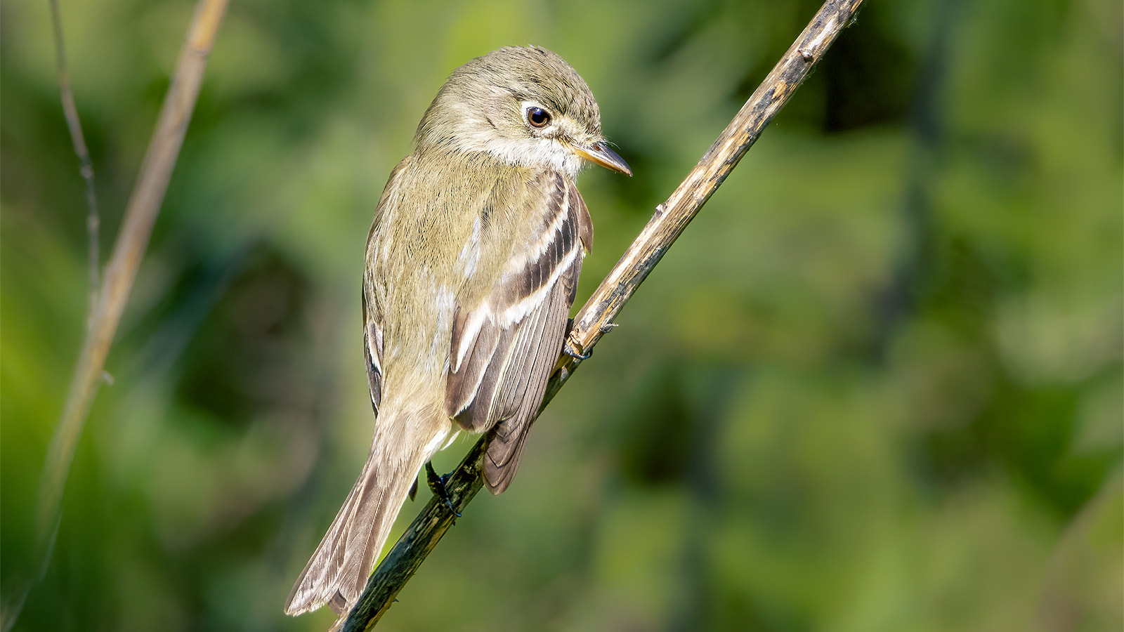 The least flycatcher has already seen a 53 per cent drop in its numbers over the last 50 years due to the effects of pesticide use and changing habitat. (Photo: Getty Images)