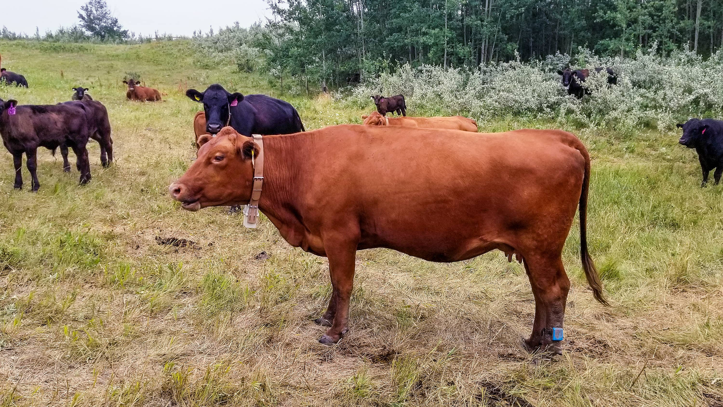 Cattle stand in a field outside. (Photo: Carolyn Fitzsimmons)