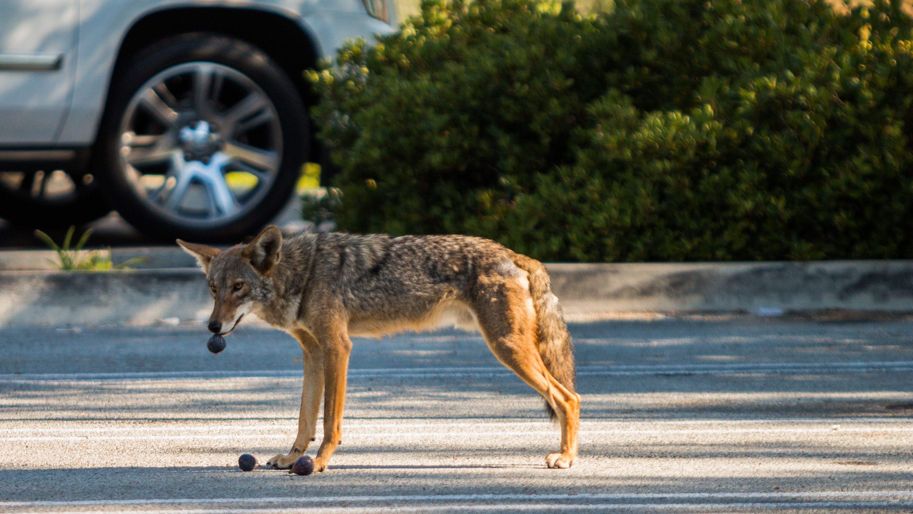 Urban coyote eats fruit in front of a parked car. (Photo: Wikimedia Commons)