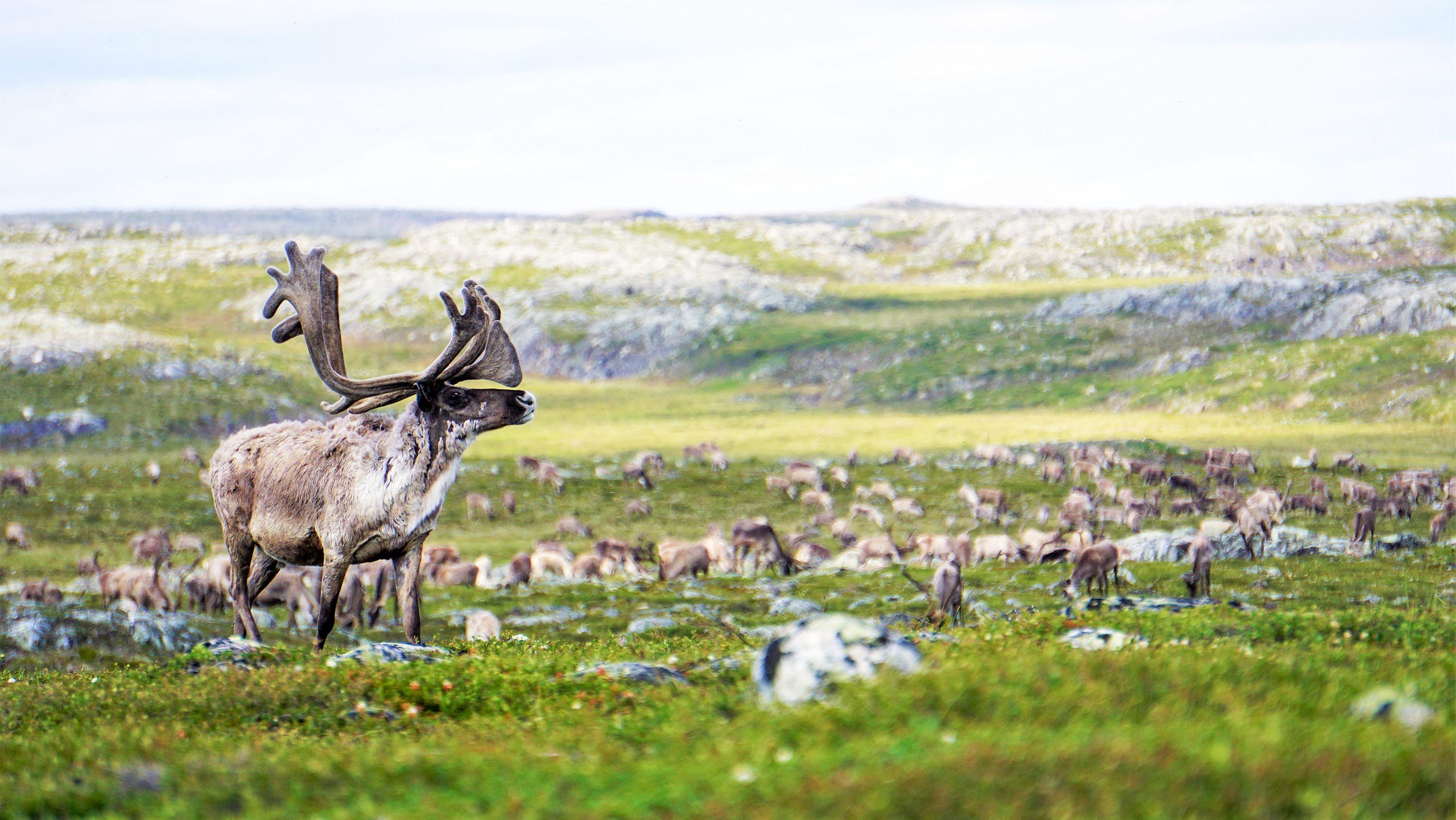 Wildlife grazing on the tundra