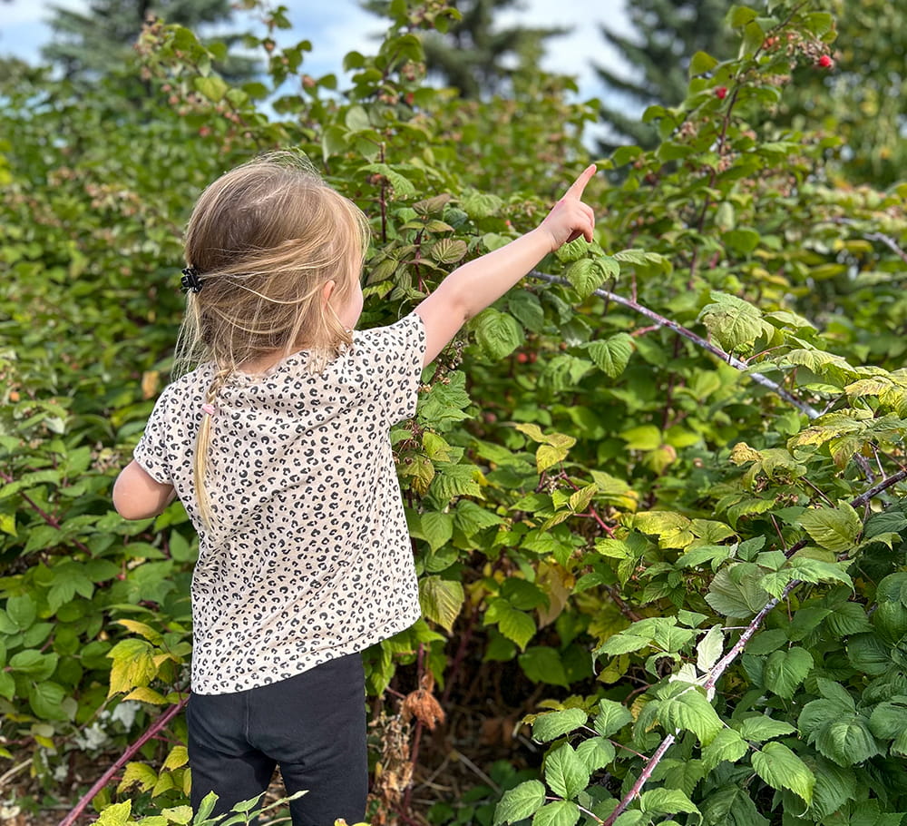A young girl reaches toward some raspberry bushes.