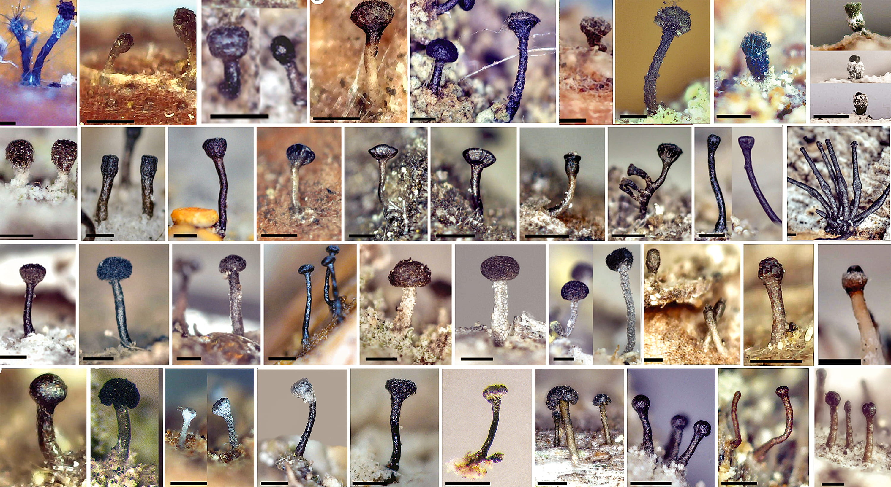 stubble fungi