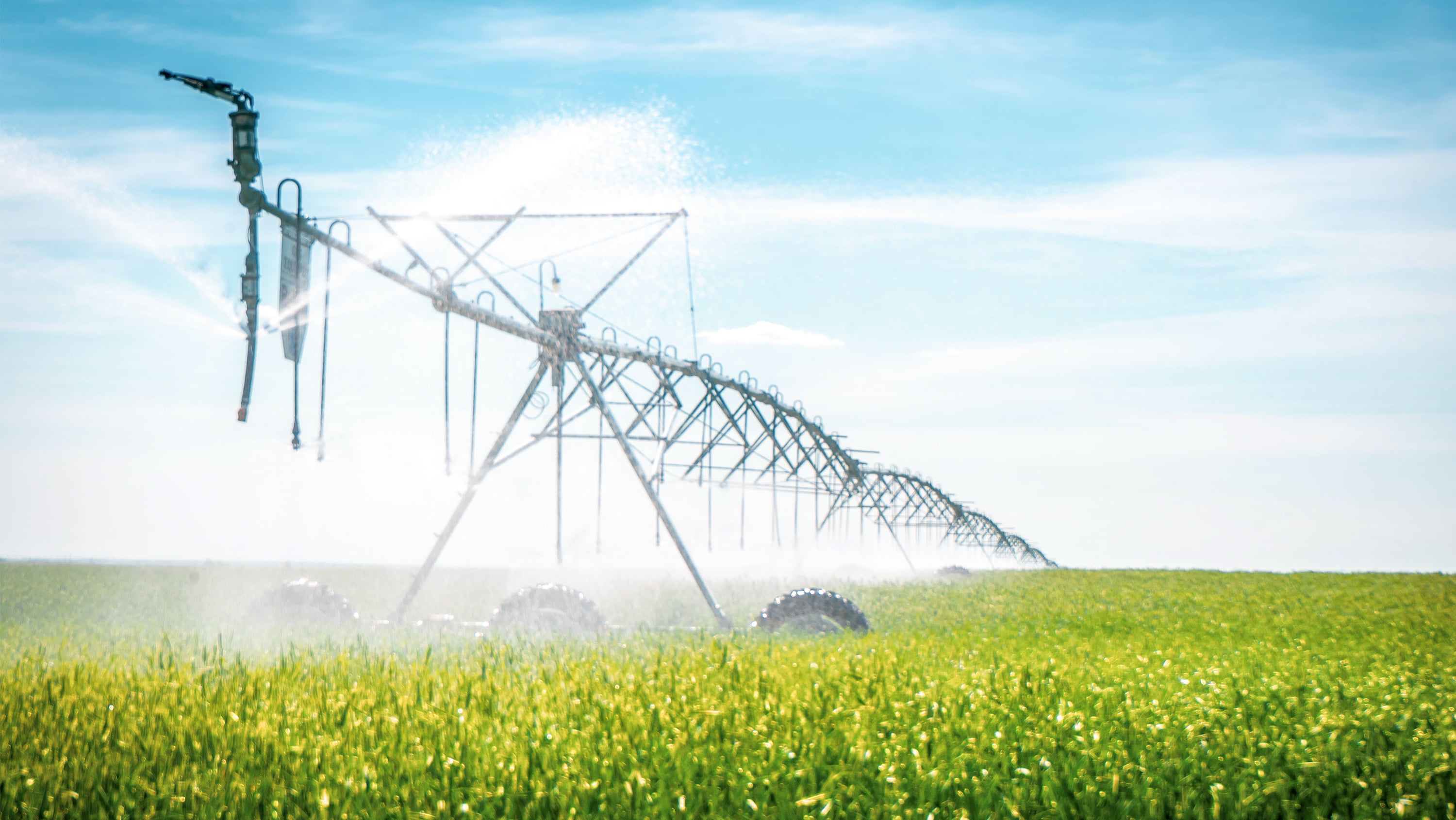 canola irrigation