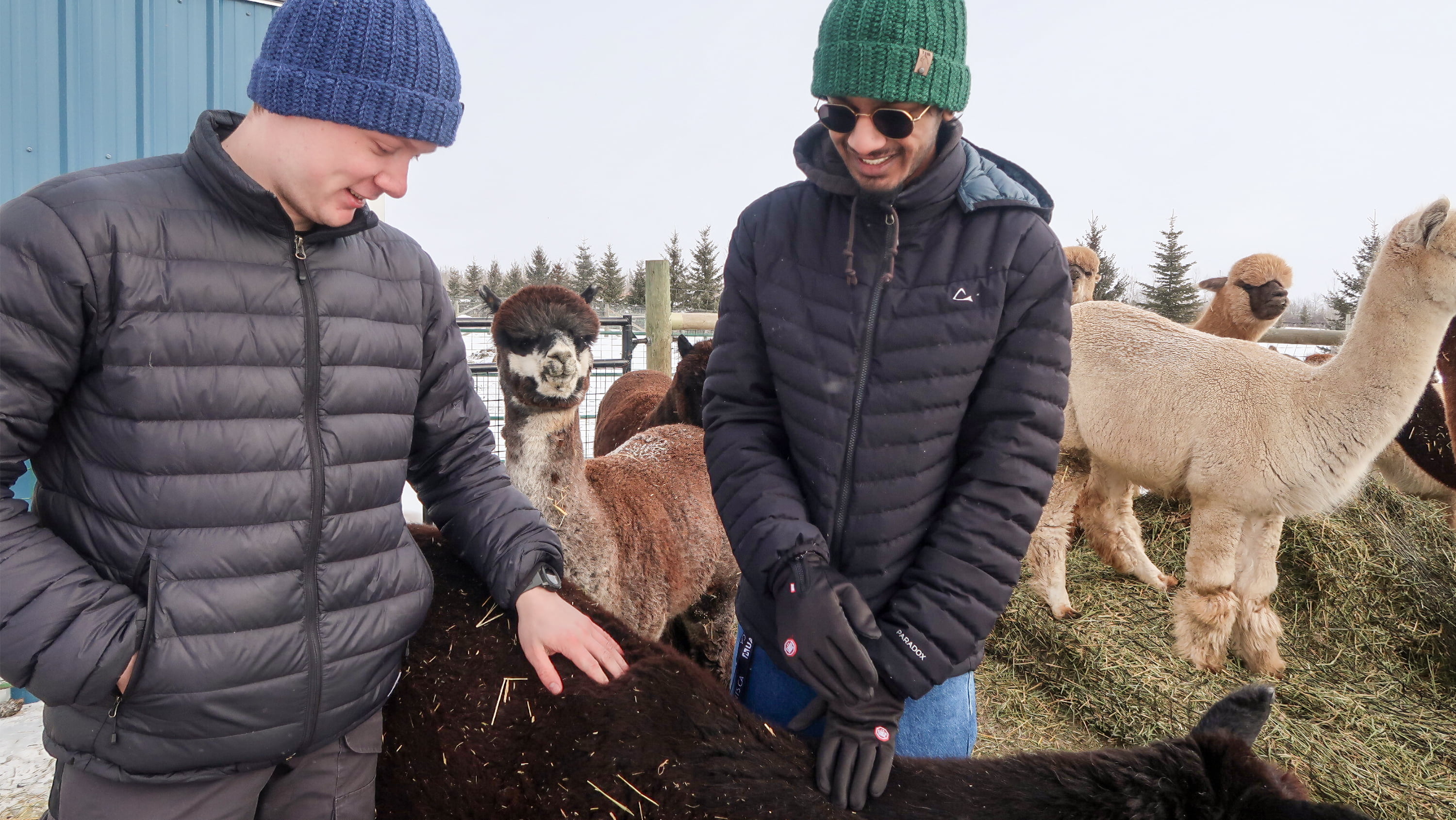 Alpaca students