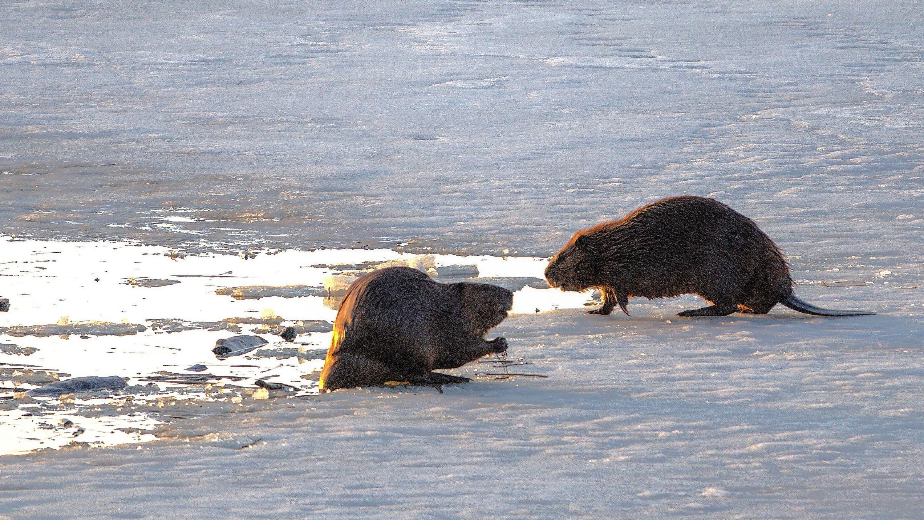 260428-beaver-ice-main-16x9-3000.jpg