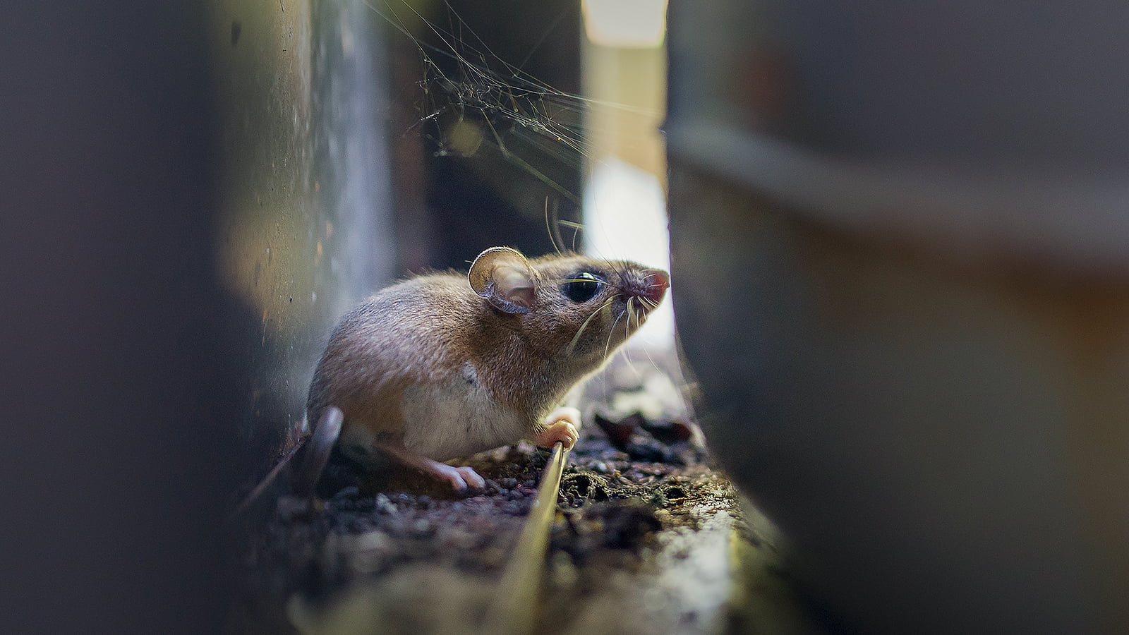 Mouse