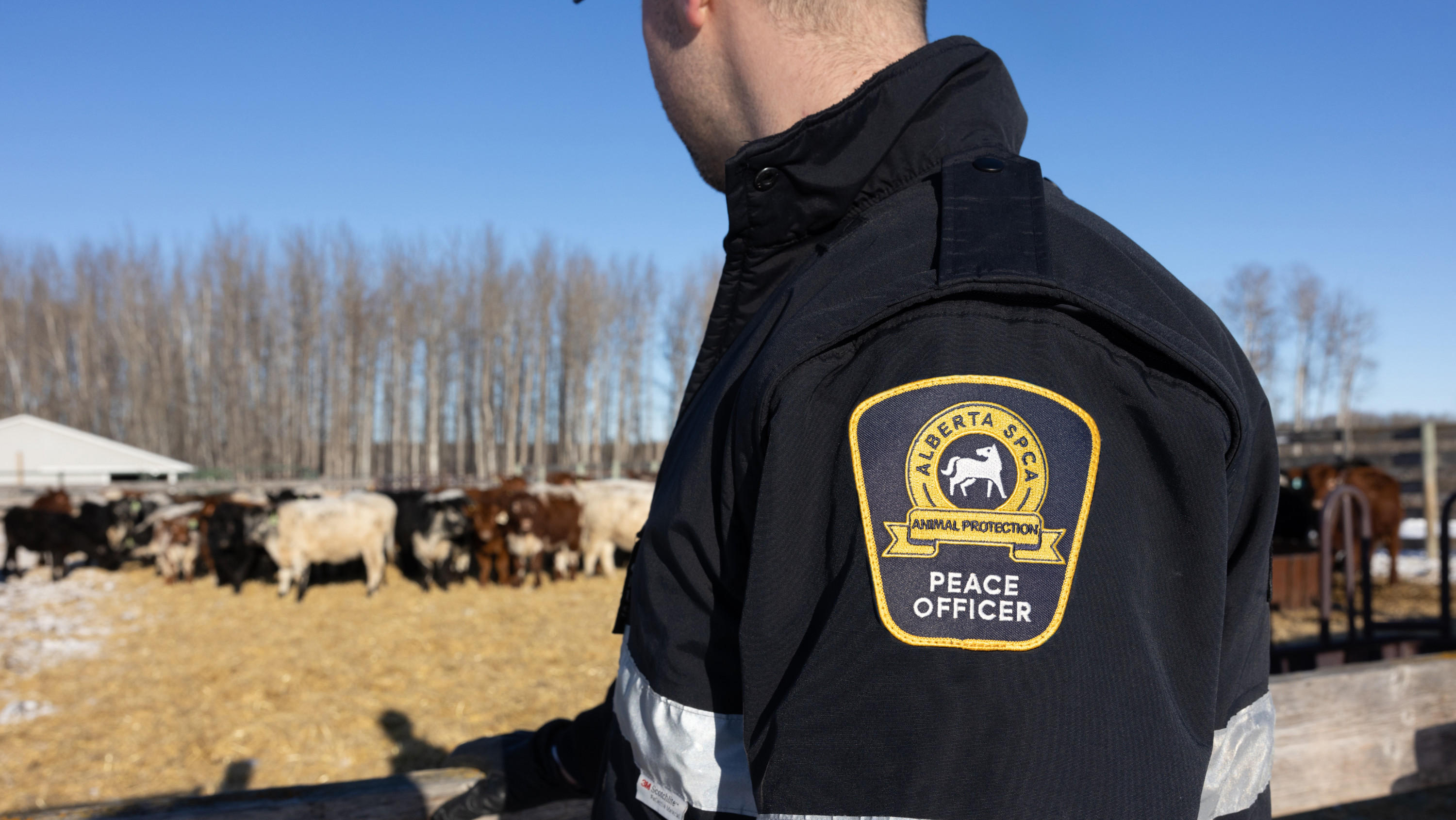 Alberta SPCA officer