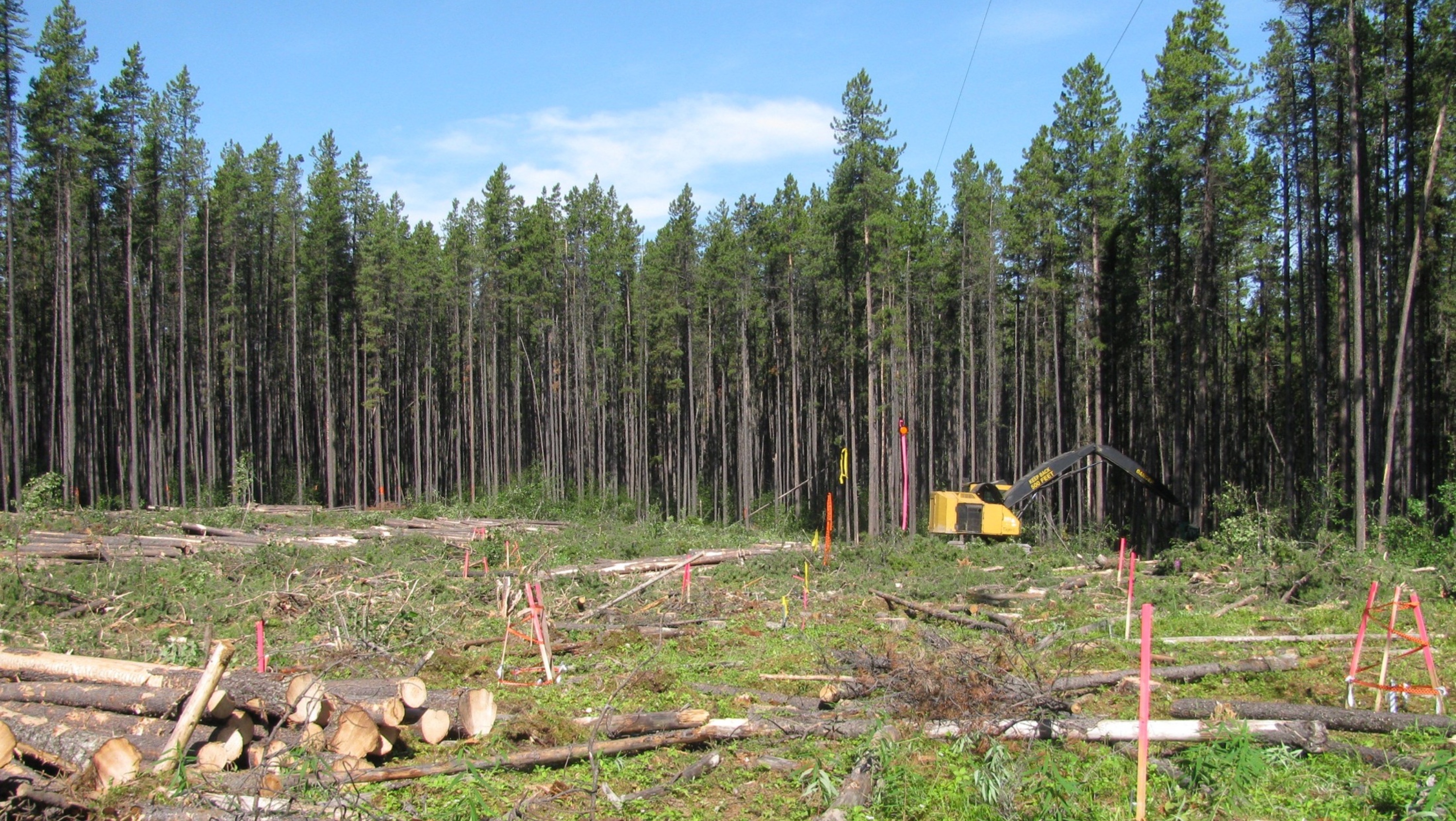 An image of clearcutting in a forest. (Photo: Supplied)