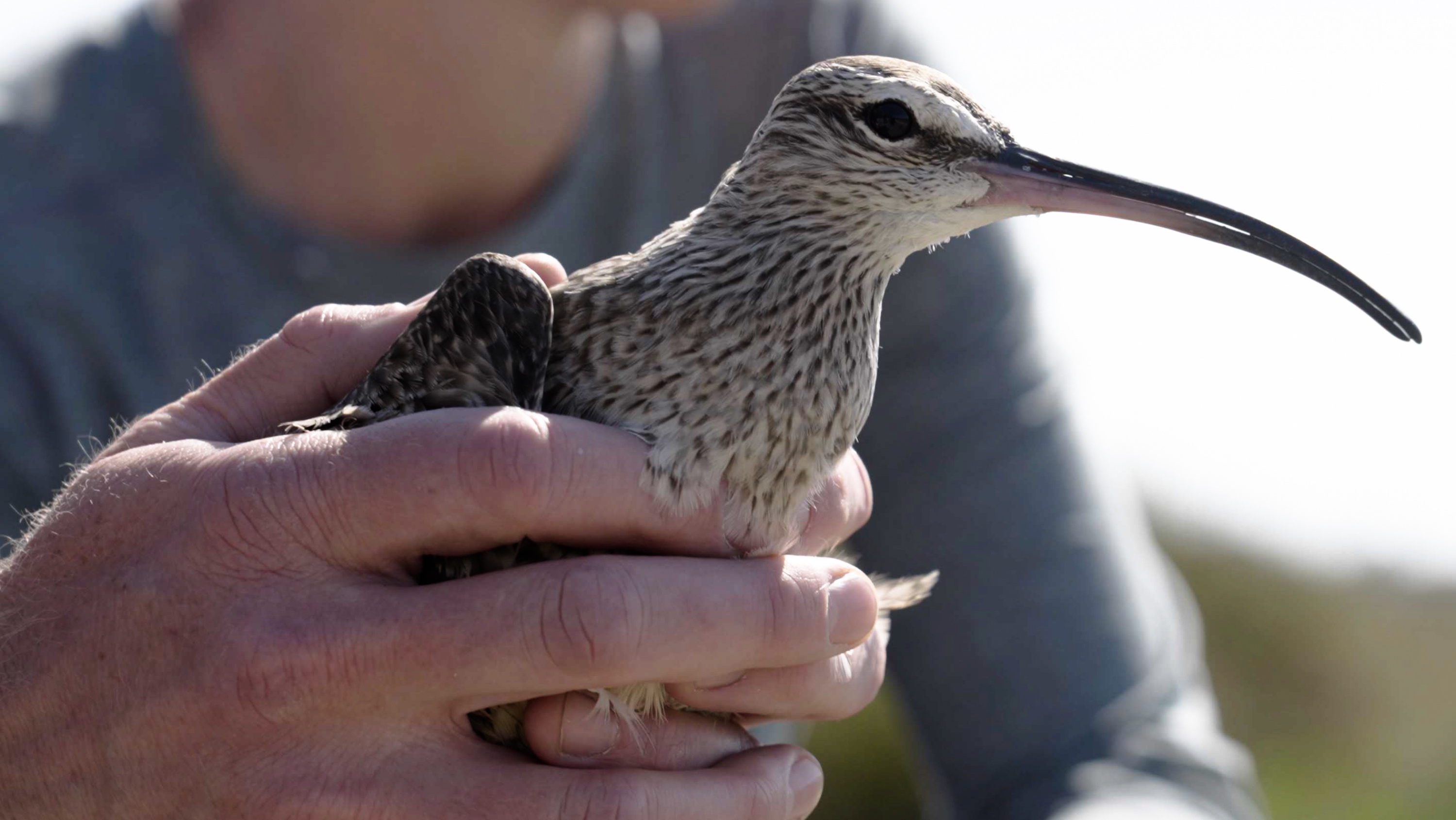 A photo of a Hudsonian Whimbrel held in human hands. (Photo: Supplied)