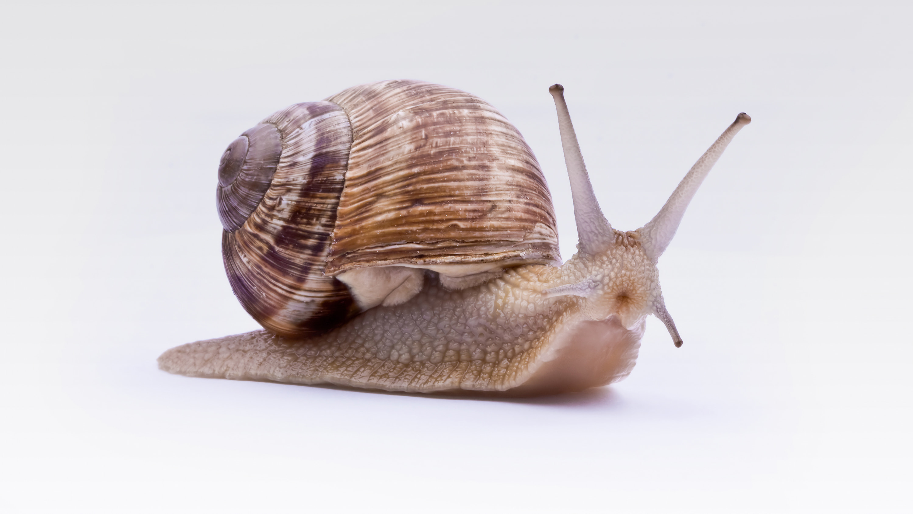 260826-hibernating-snail-molecule-main-16x9-3000.jpg