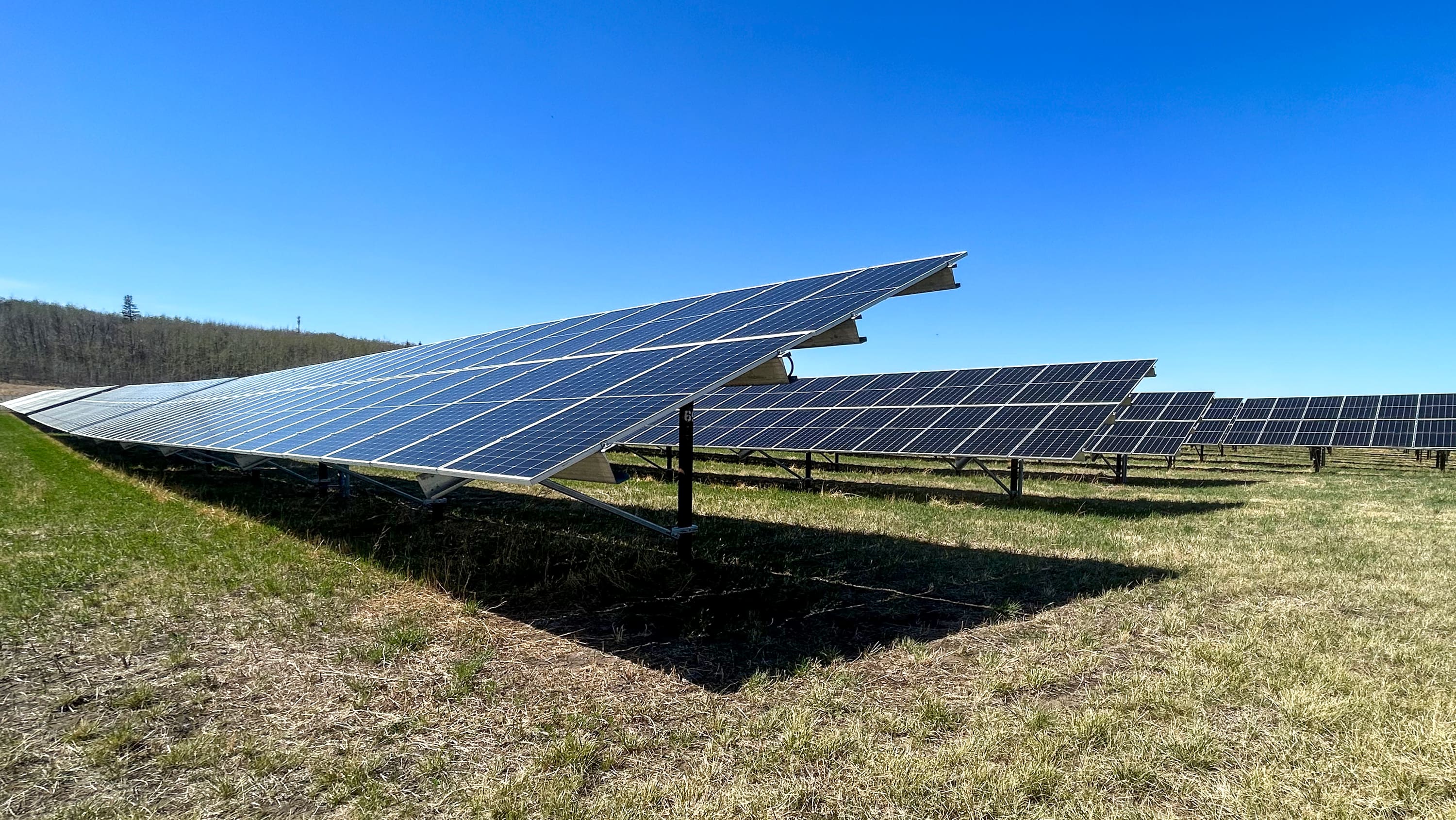 Solar panels in a grassy field. (Photo: Fengxue Zheng)