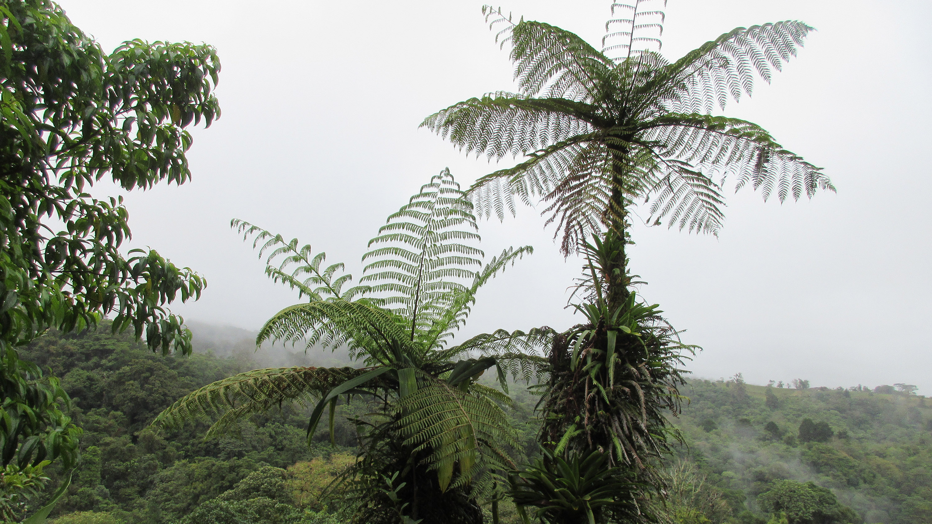 Ferns