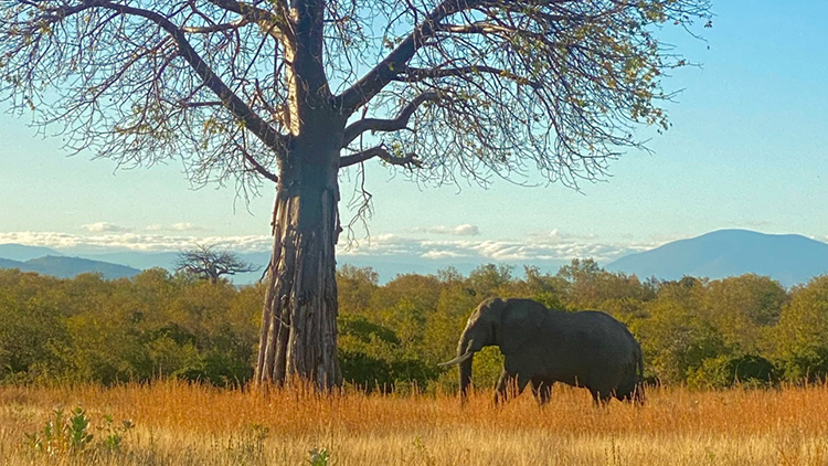 elephant