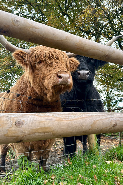 Highland cows