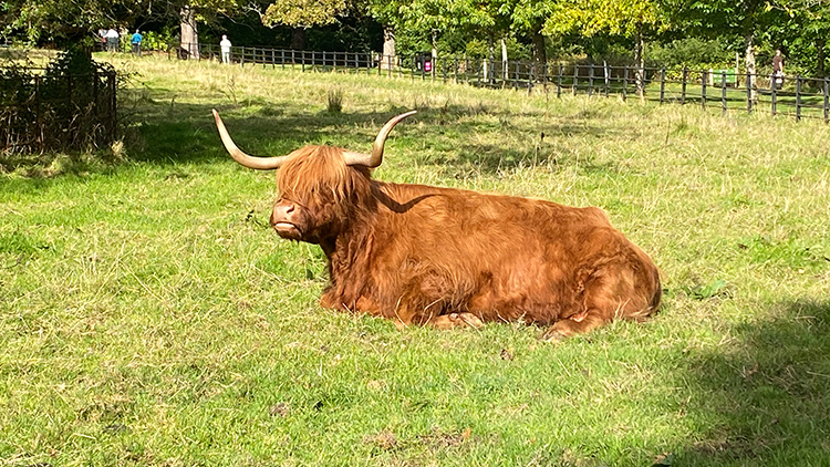 Scottish highland cow