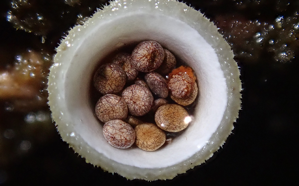 UAlberta Faculty of Graduate Research and Studies Teaching Assistant Award Recipient Spencer Goyette research on Birds Nest Fungus