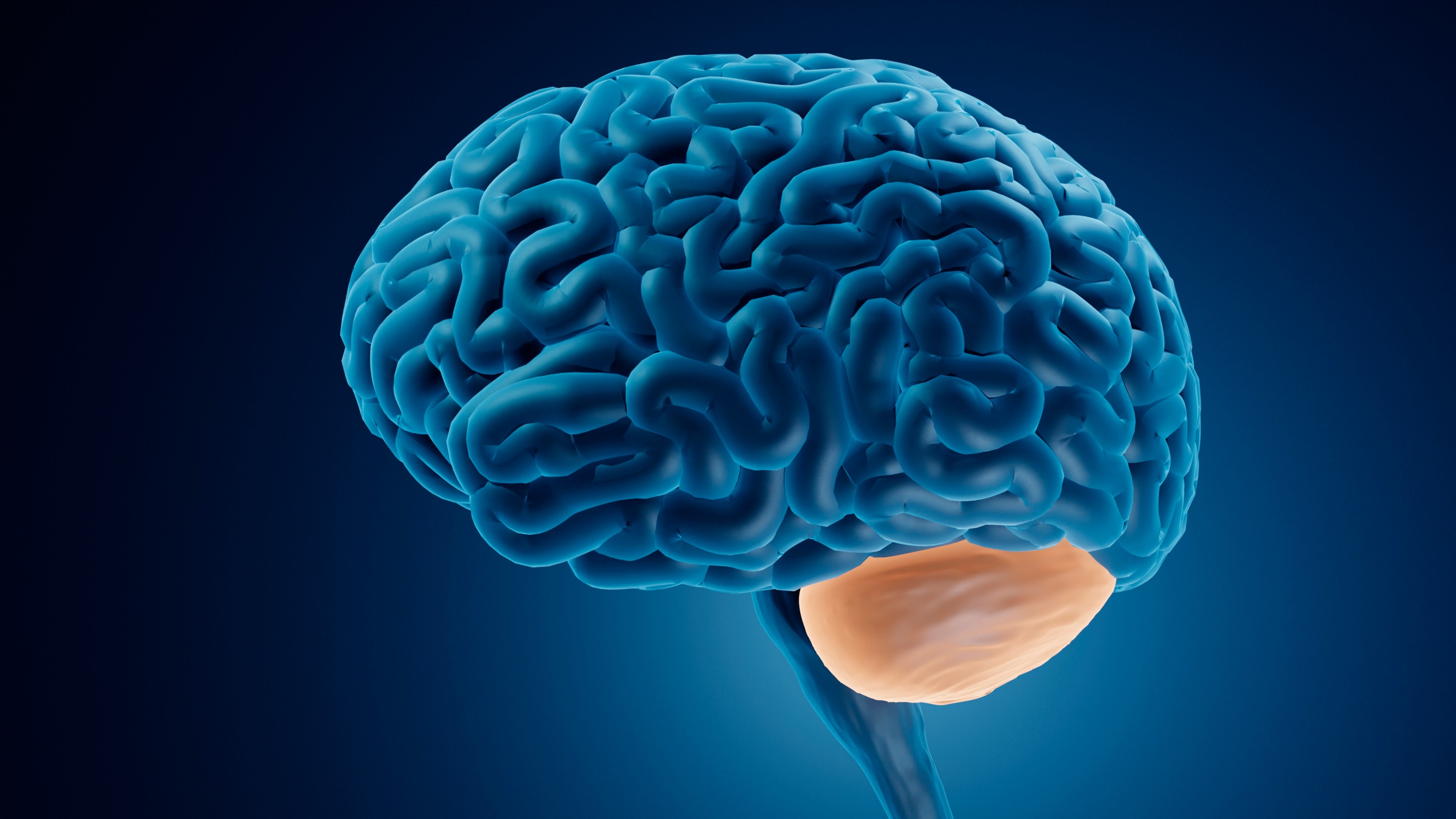 Brain Diagram