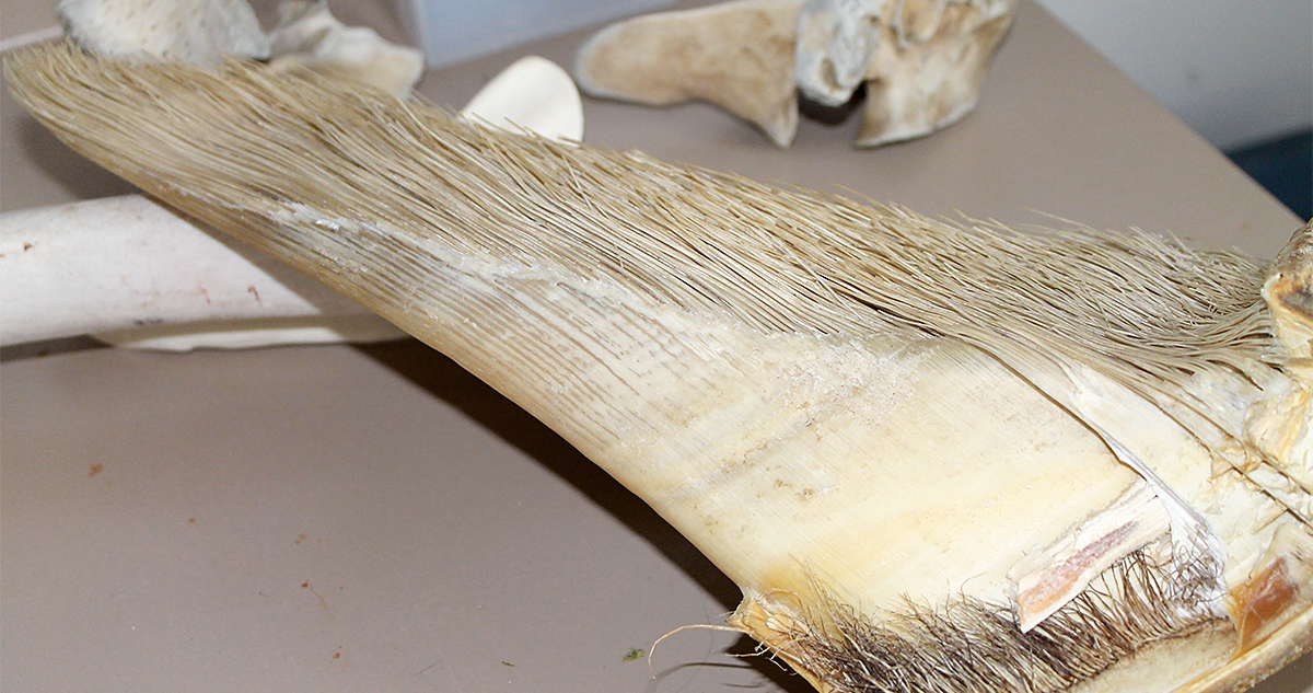 Baleen