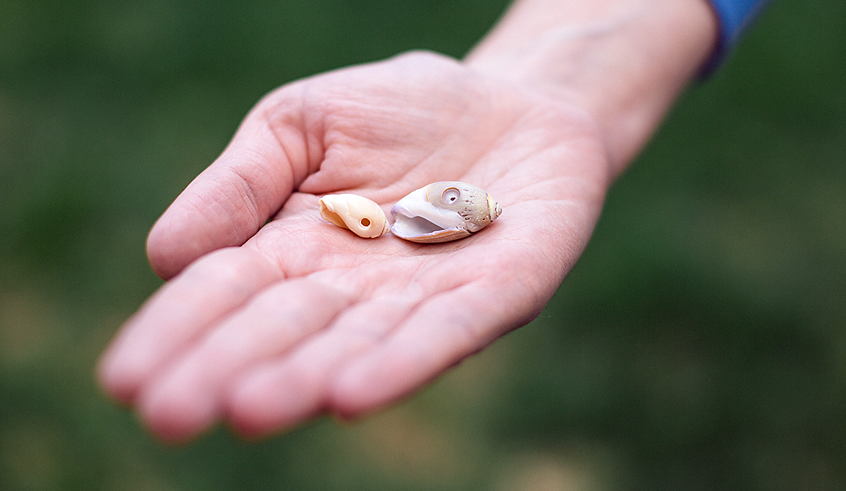 Olive Shells