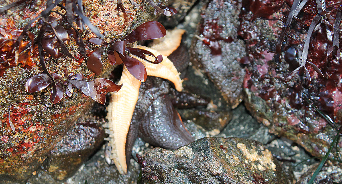 Sea Weed